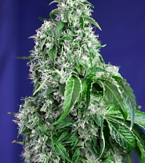 Big Devil F1 Fast Version